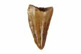 Cretaceous Fossil Crocodile Tooth - Morocco #90100-1